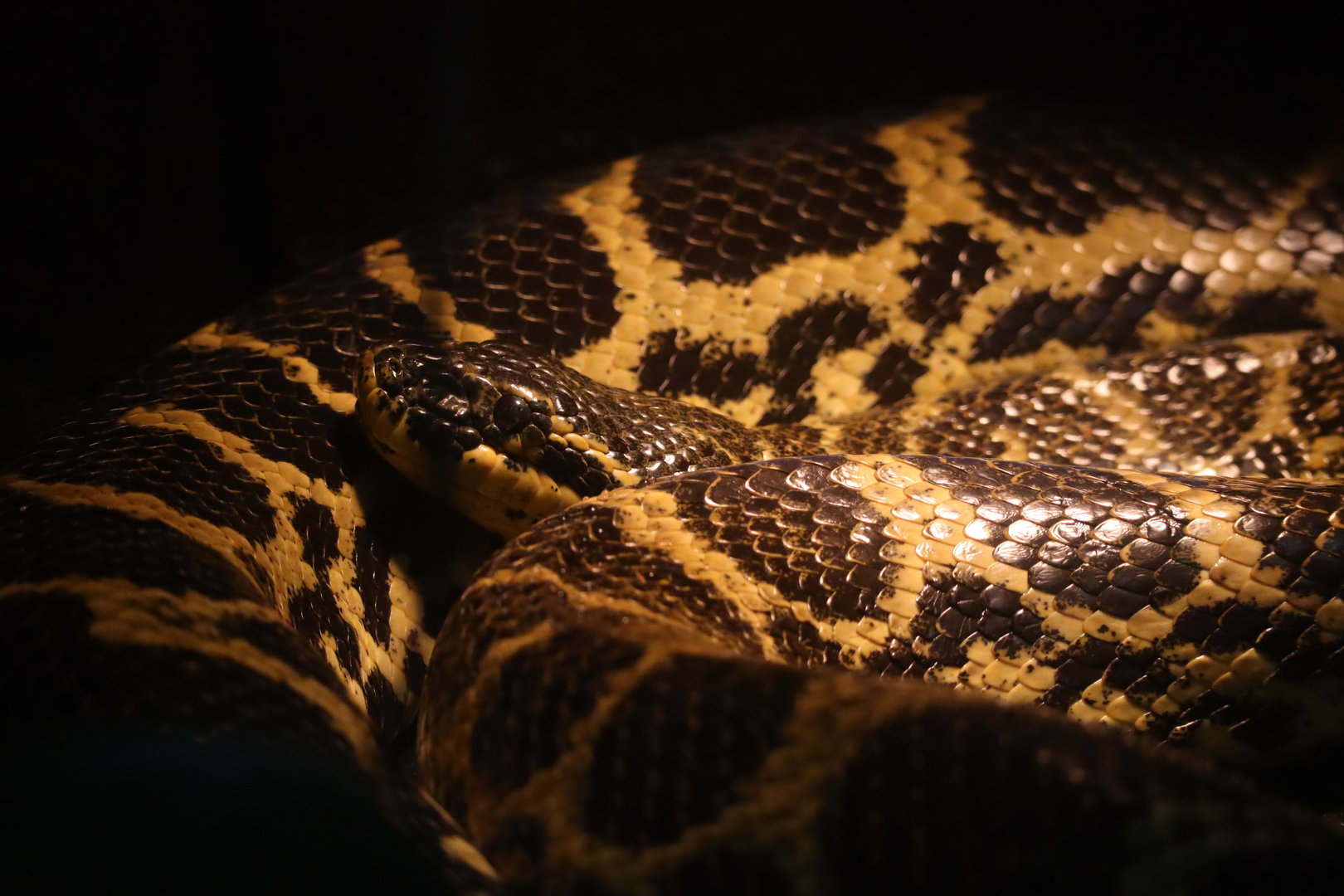 Yellow Anaconda