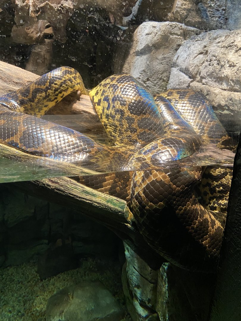Yellow anaconda