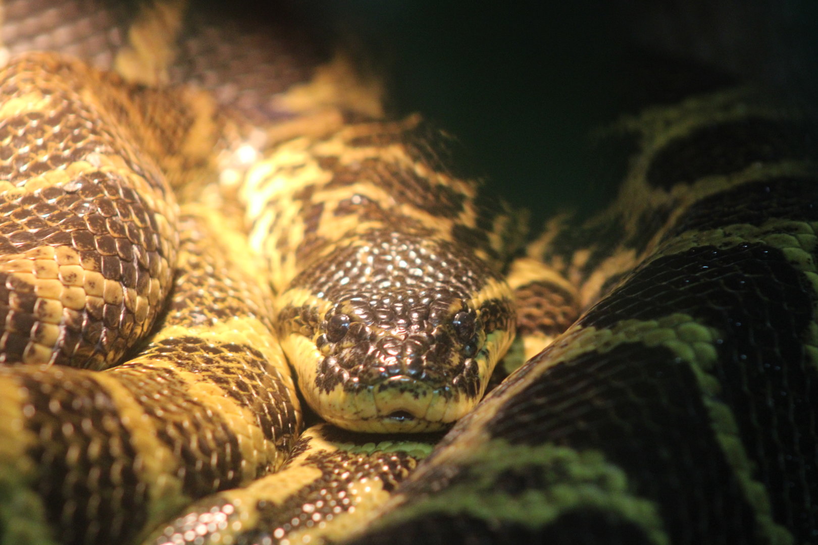 Yellow Anaconda