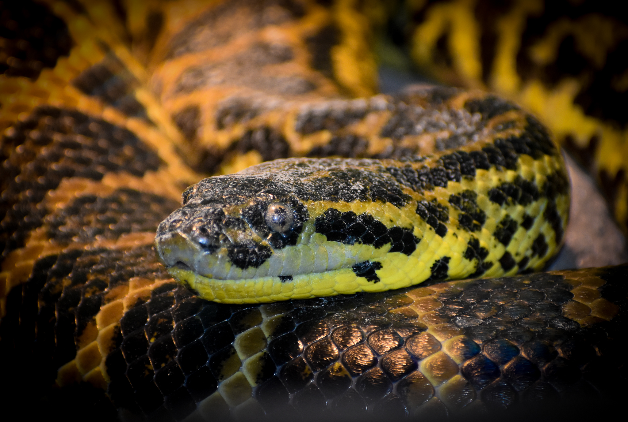 Yellow Anaconda