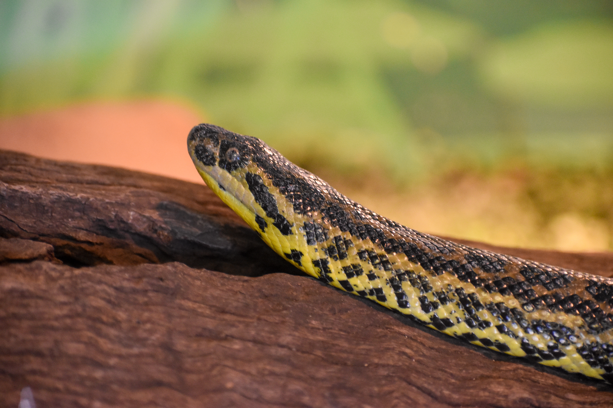 Yellow Anaconda