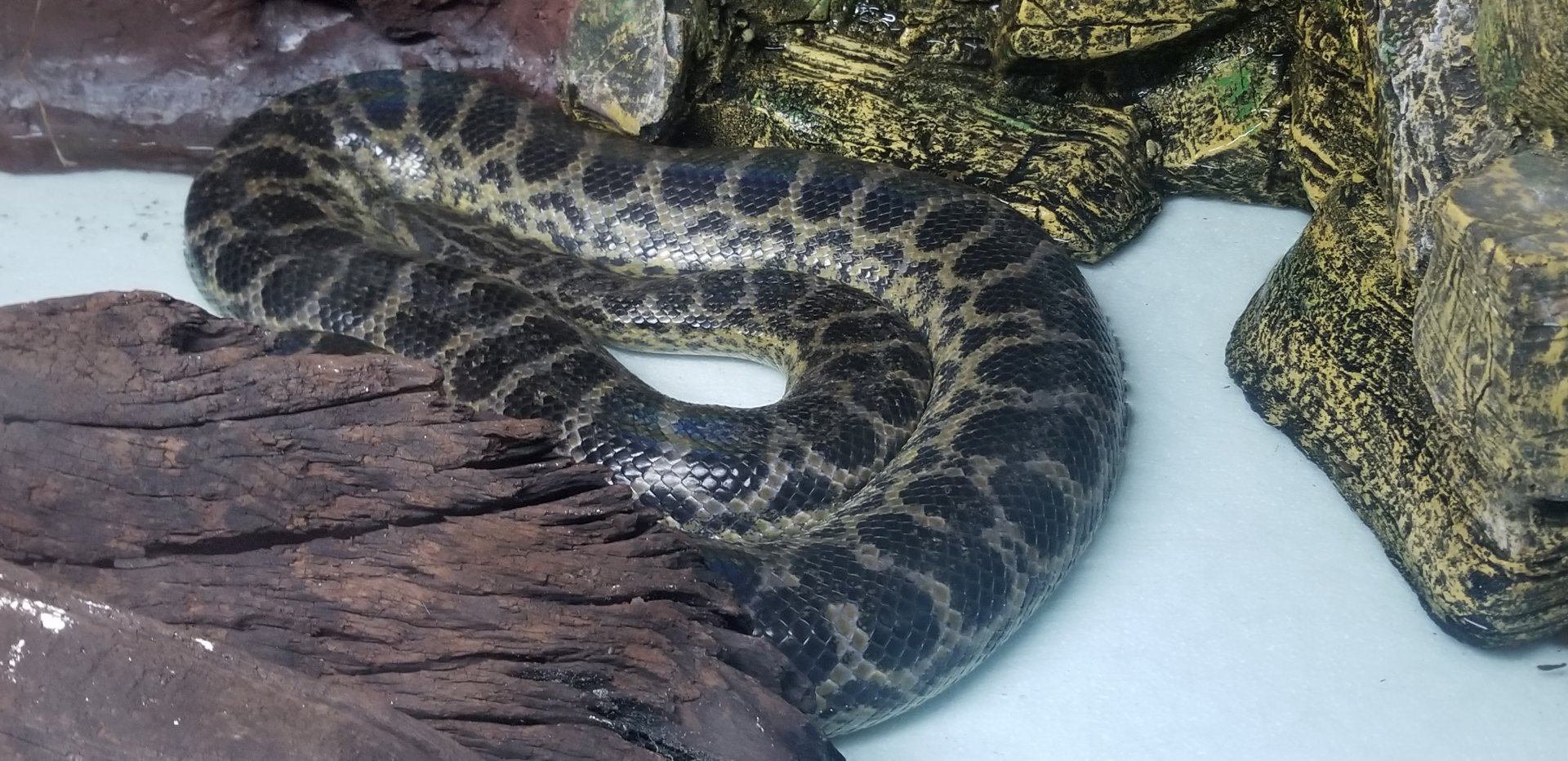 Yellow Anaconda