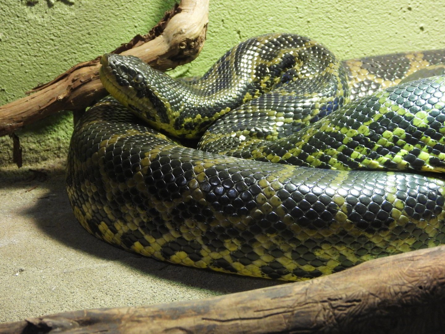 Yellow anaconda?