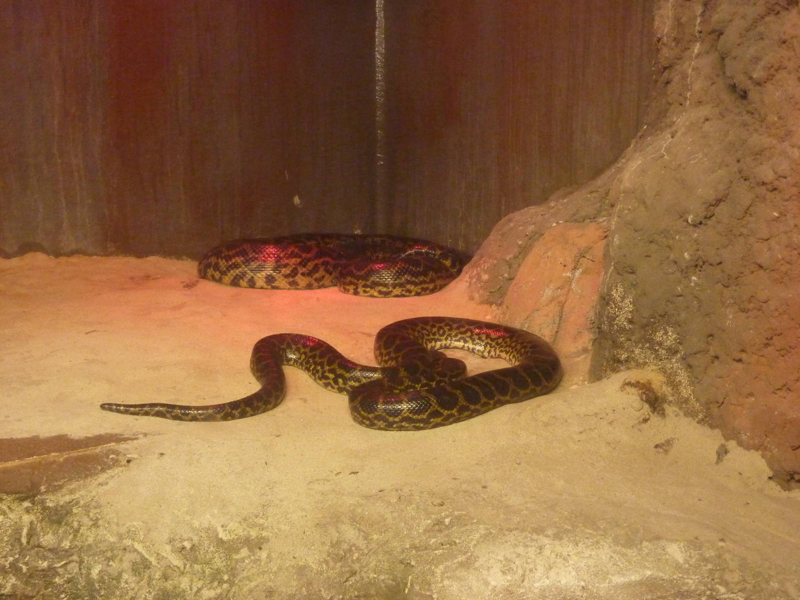 Yellow anacondas, 10th April 2012