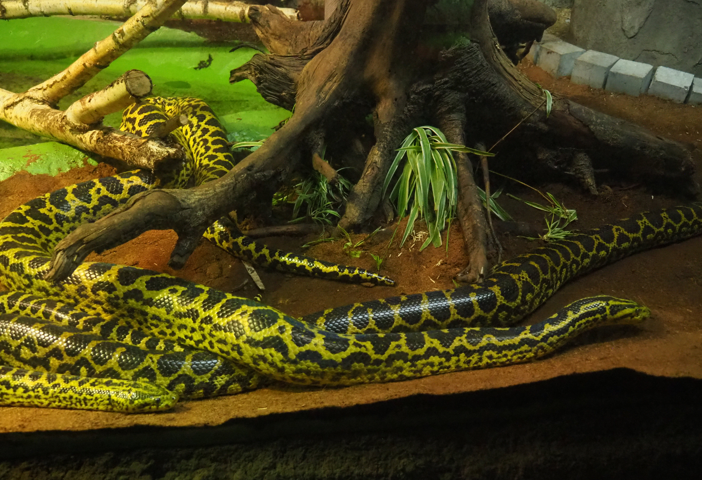 Yellow anacondas (Eunectes notaeus), 2019-08-04