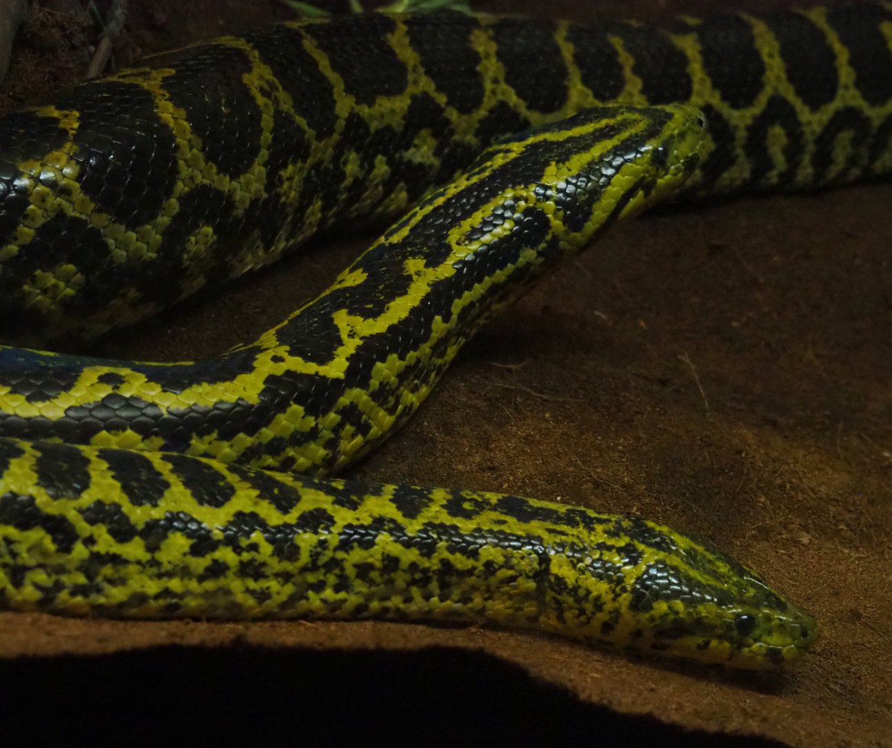 Yellow anacondas (Eunectes notaeus), 2019-08-04