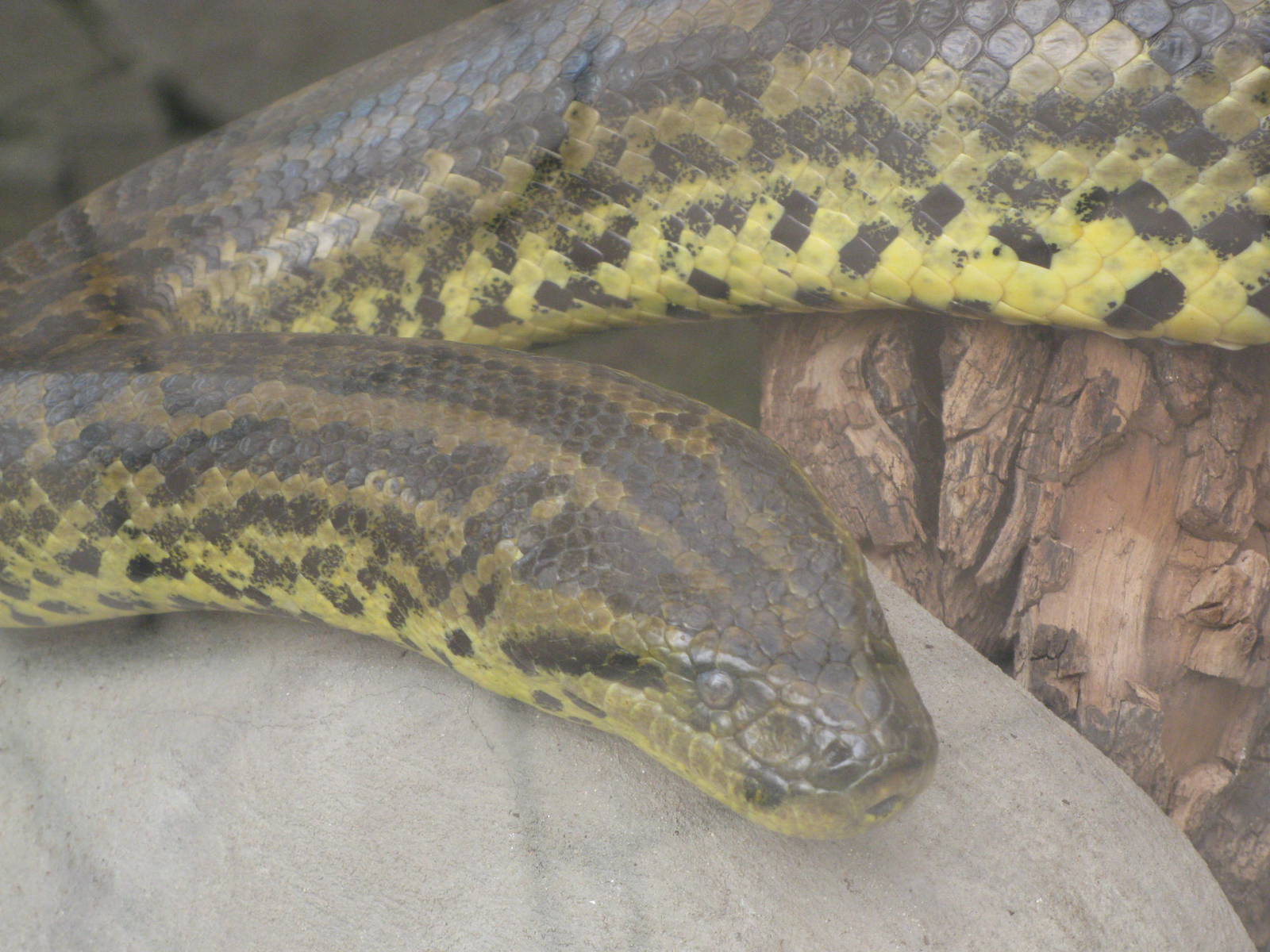 Yellow anaconda's portrait