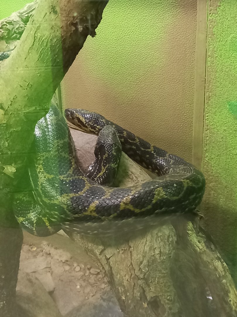 Yellow Anacondas