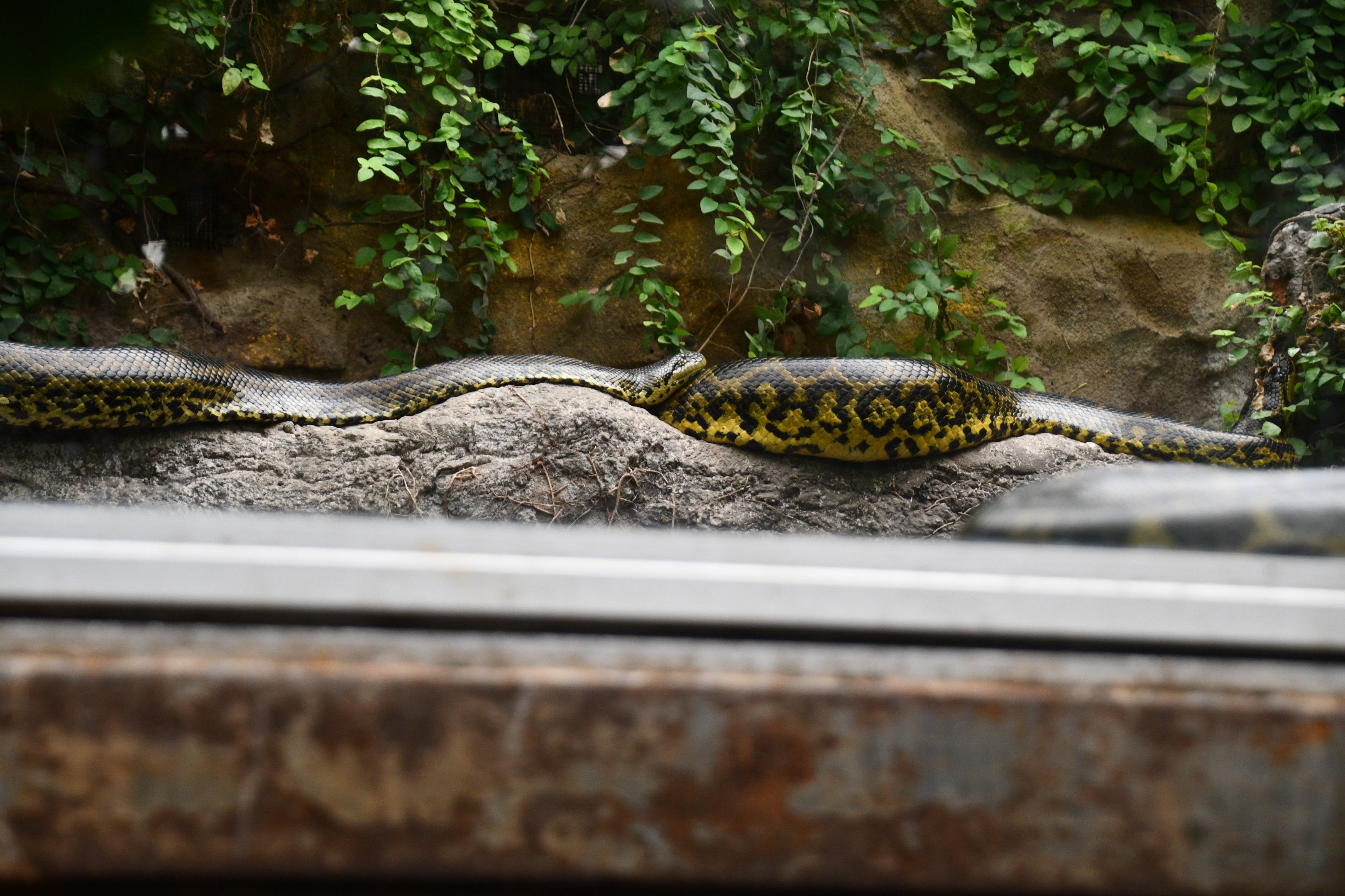 Yellow Anacondas