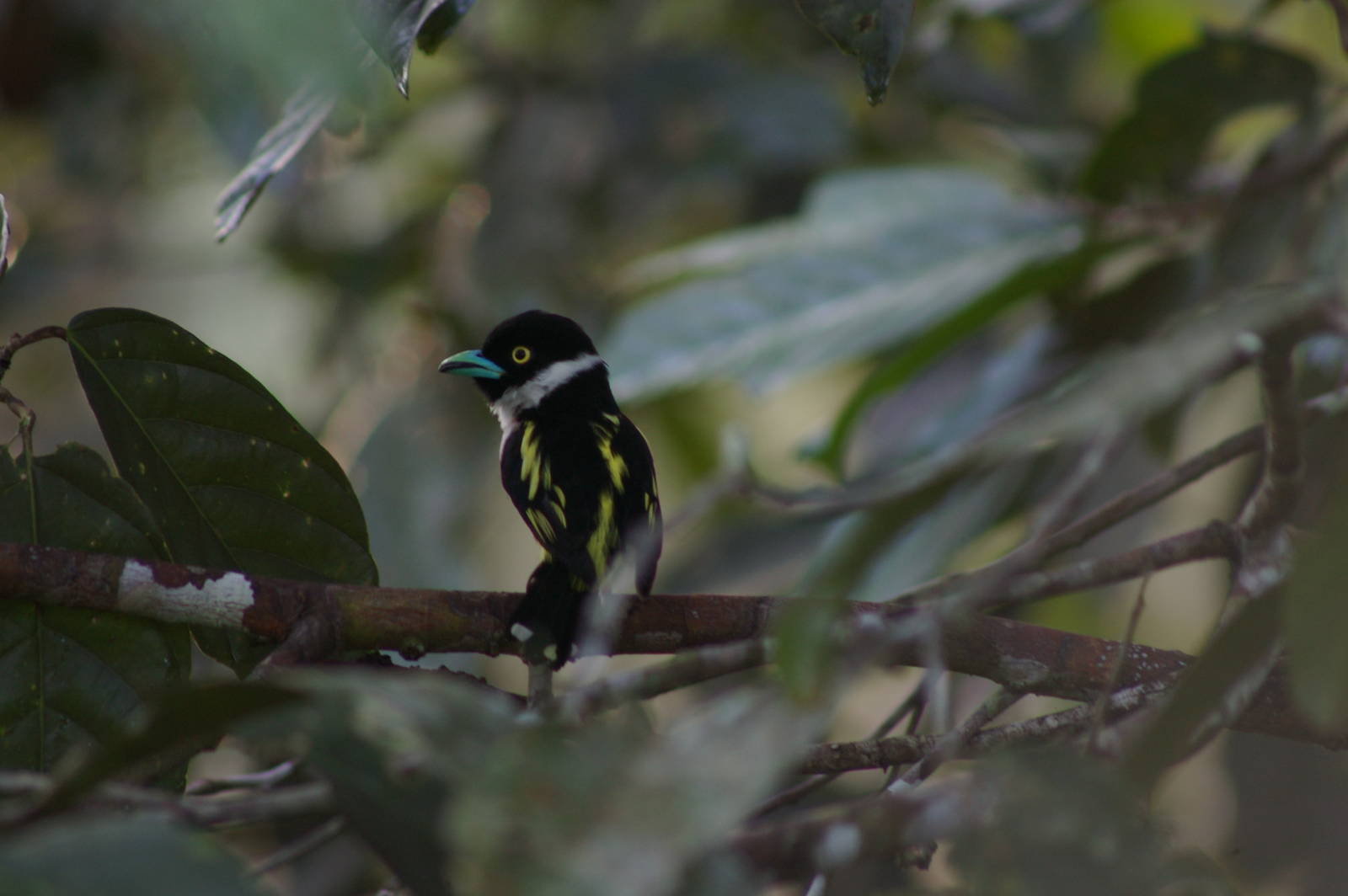 yellow and black broadbill (Eurylaimus ochromalus)
