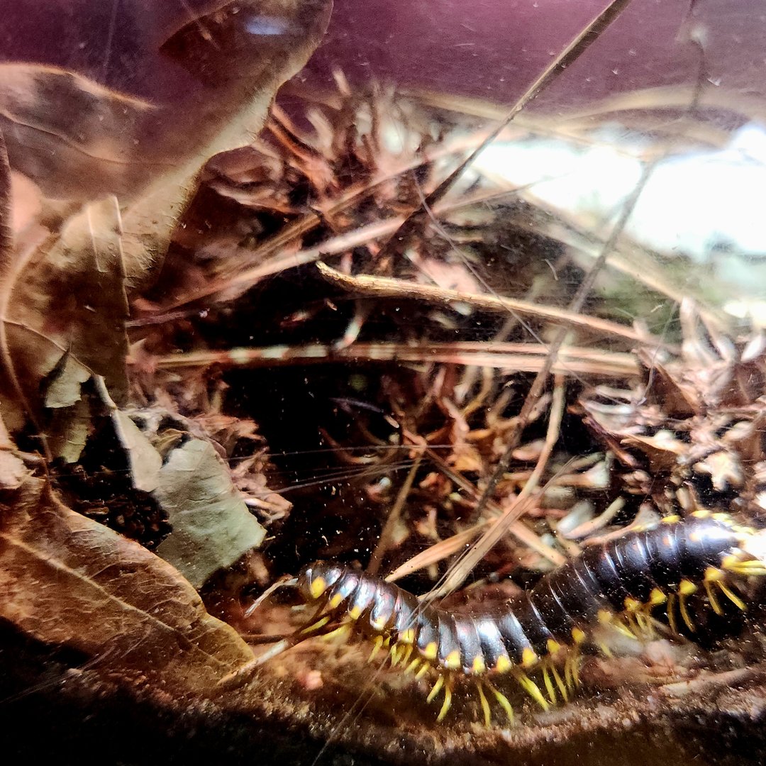 Yellow-and-Black Flat Millipede (Apheloria tigana)