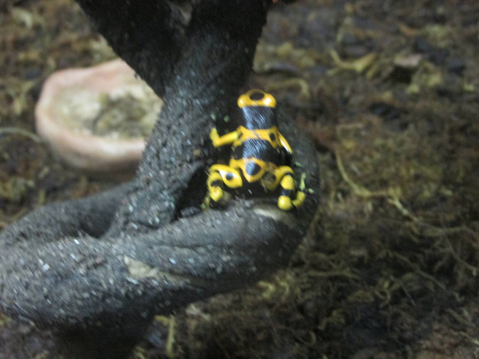 yellow and black poison arrow frog chapultepec zoo