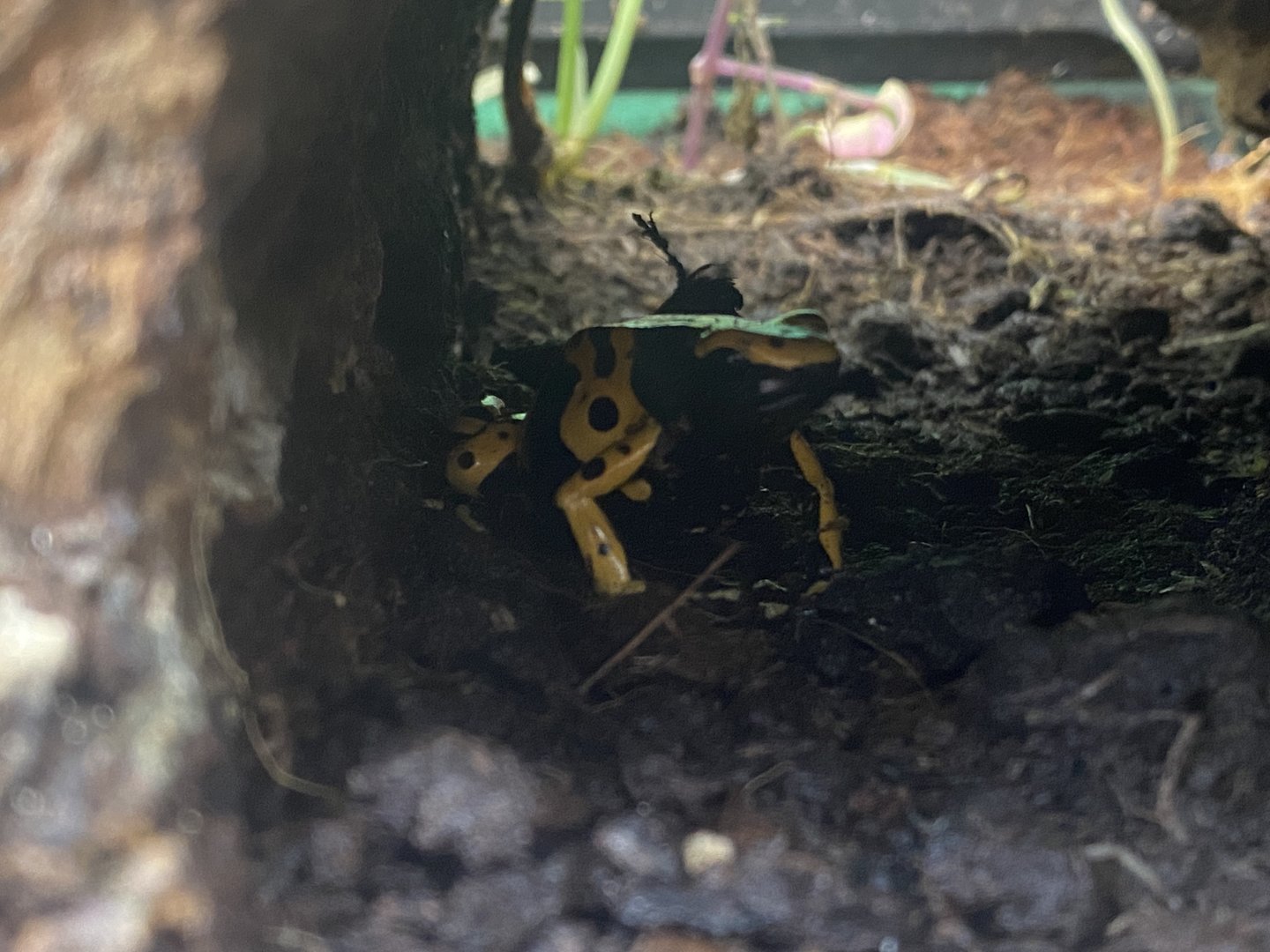 Yellow and black poison dart frog 200922