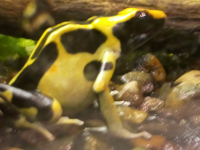 Yellow and black poison dart frog