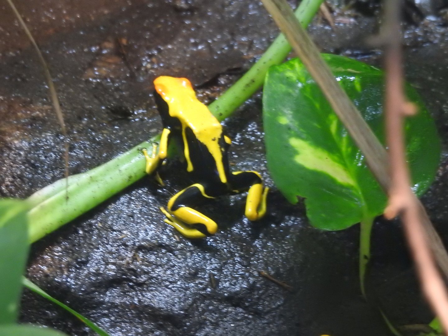 Yellow and black poison frog