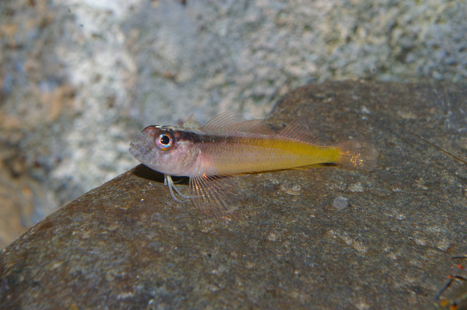 yellow-and-black triplefin (Forsterygion flavonigrum)