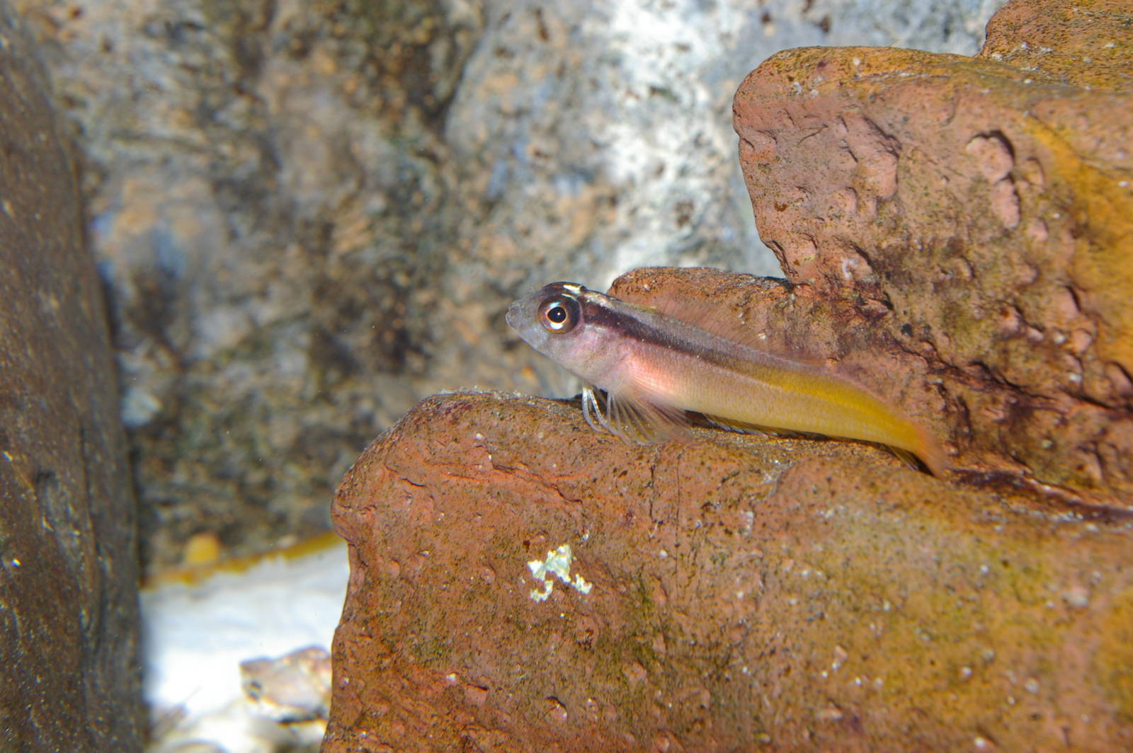 yellow-and-black triplefin (Forsterygion flavonigrum)