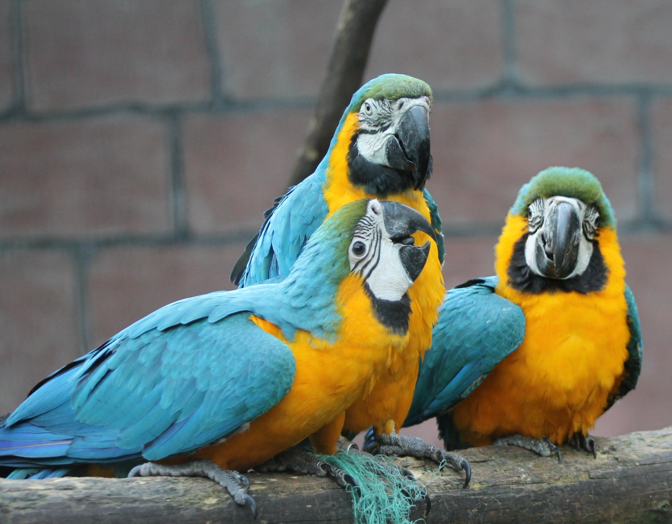 Yellow and Blue macaw-family