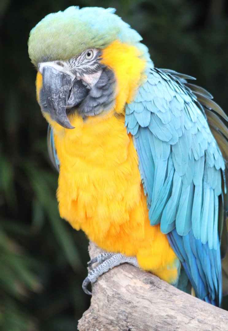 Yellow-and-blue macaw