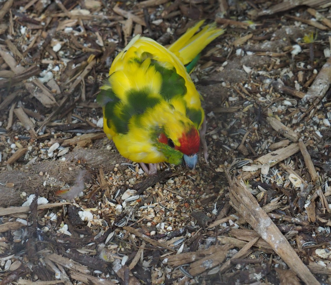 Yellow and green breeding form Red-crowned kakariki (Cyanoramphus novaezelandiae), 2019-05-25