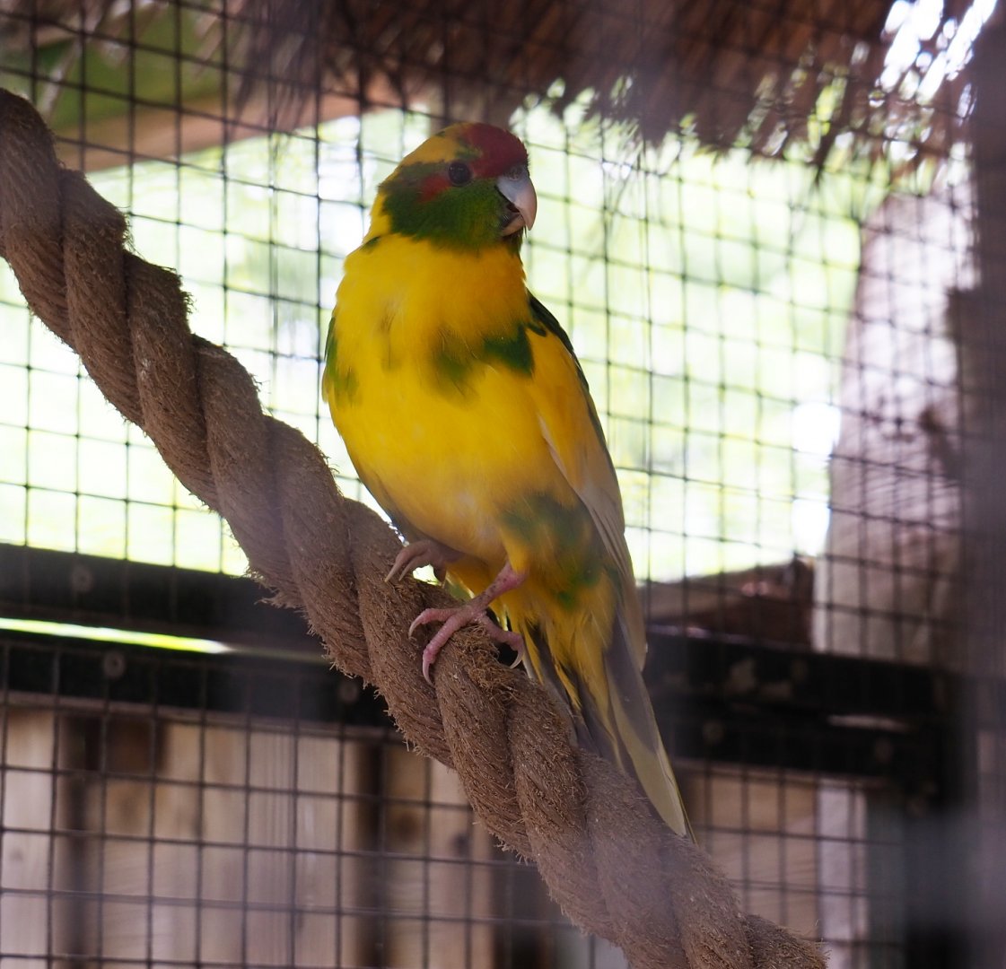 Yellow and green domestic form of the Red-crowned kakariki (Cyanoramphus novaezelandiae), 2019-05-25