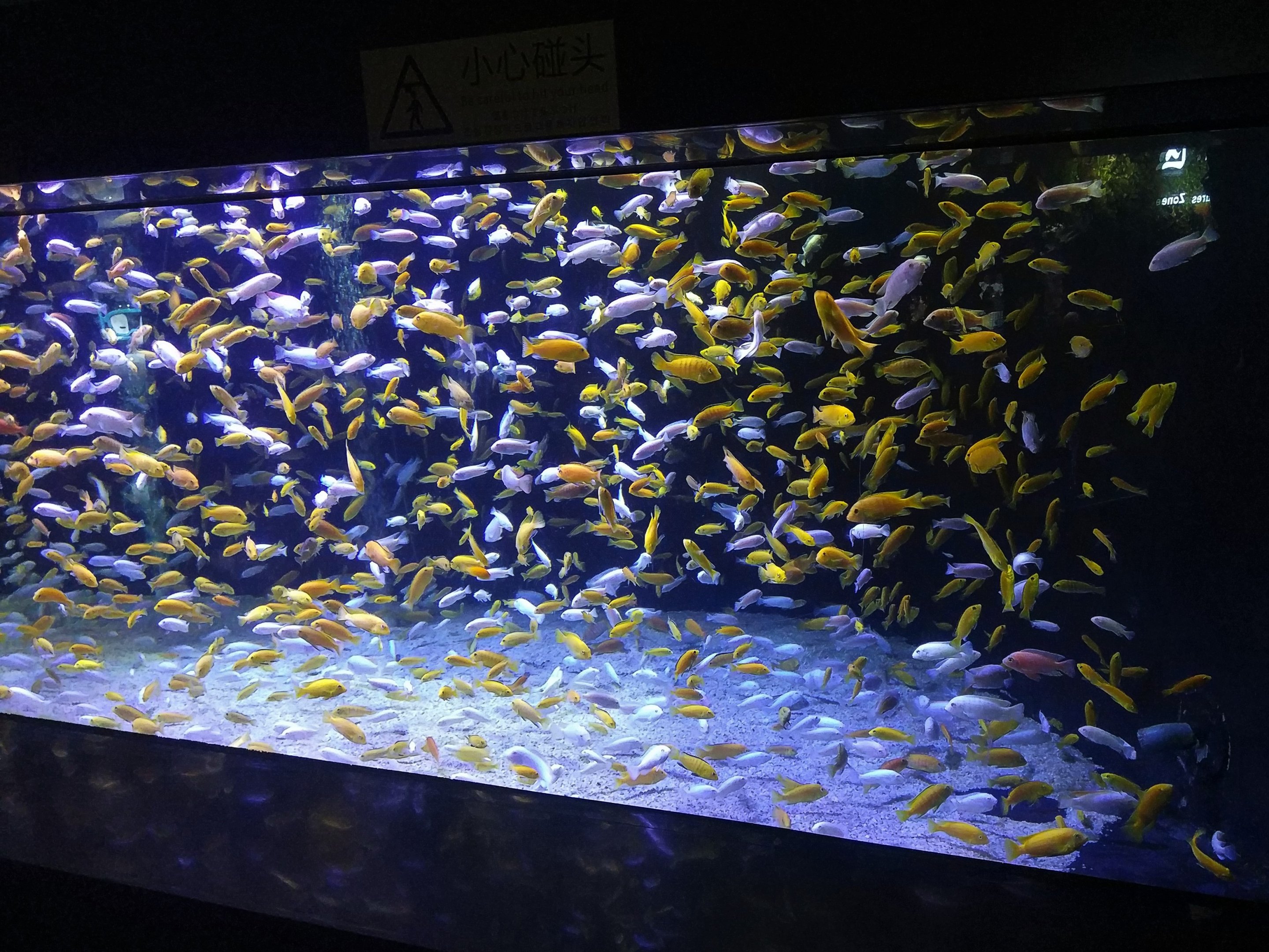 Yellow and White Fish Tank