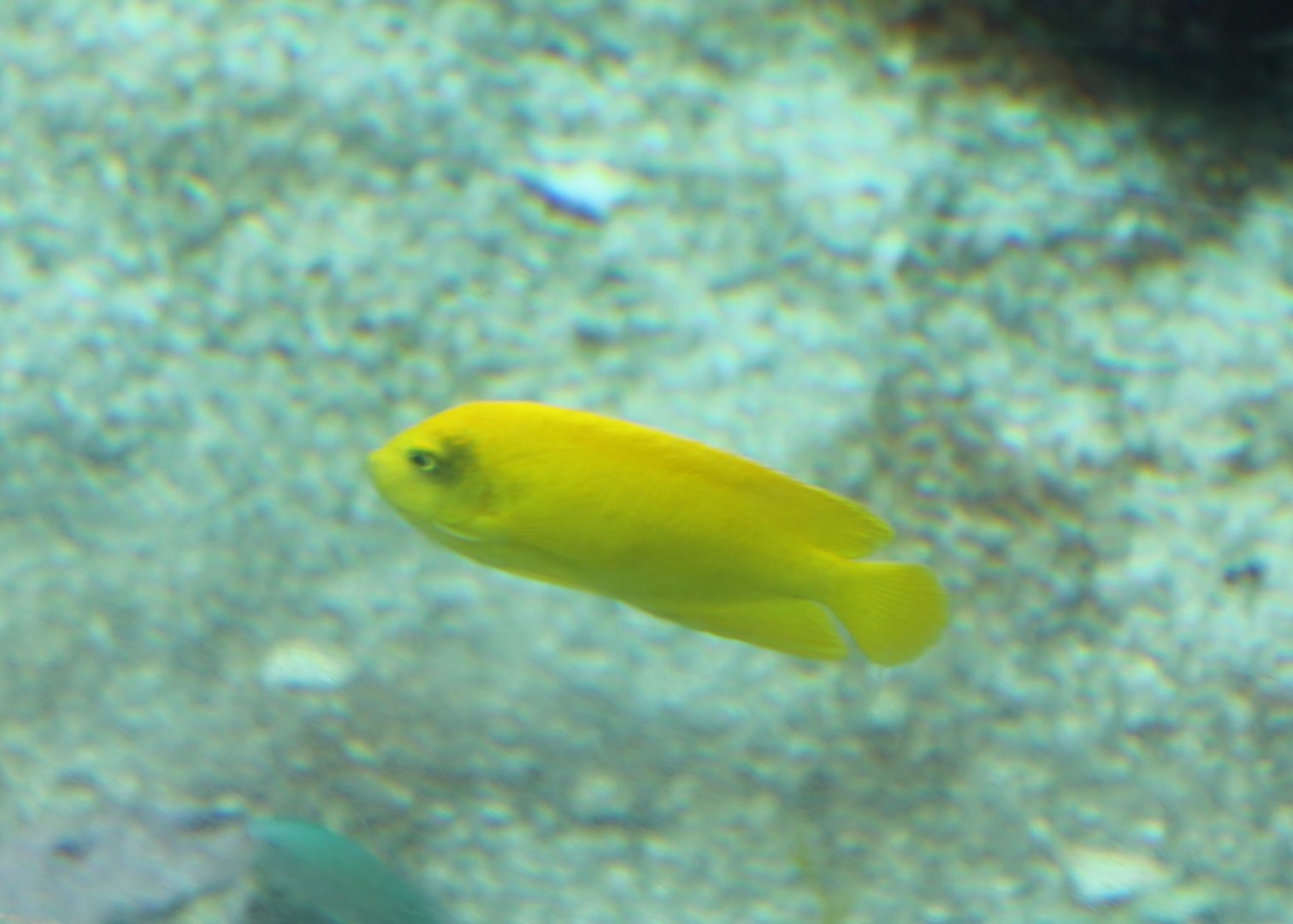 Yellow angelfish - Centropyge heraldi