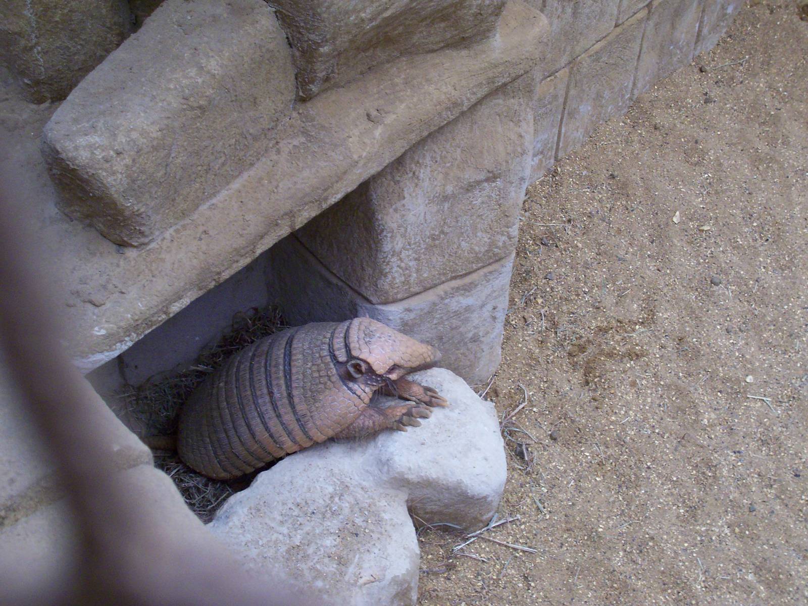 Yellow Armadillo, January 2009