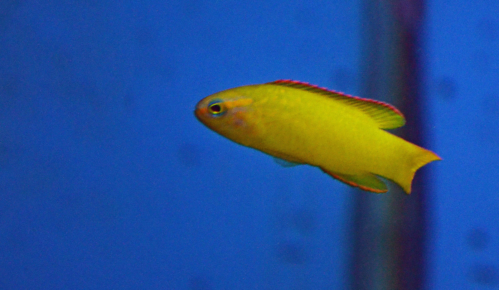 yellow assessor (Assessor flavissimus)