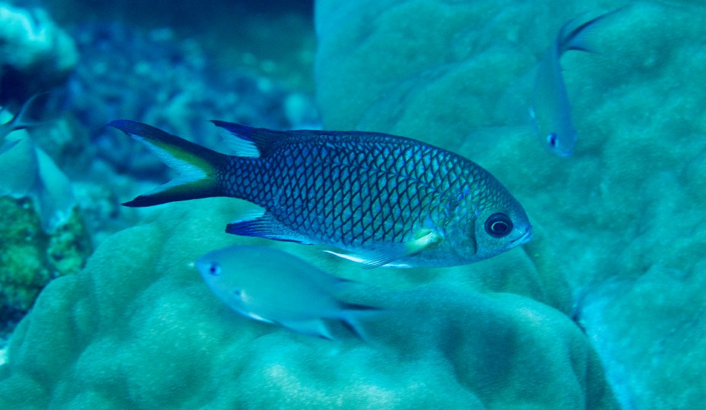 Yellow-axil Chromis