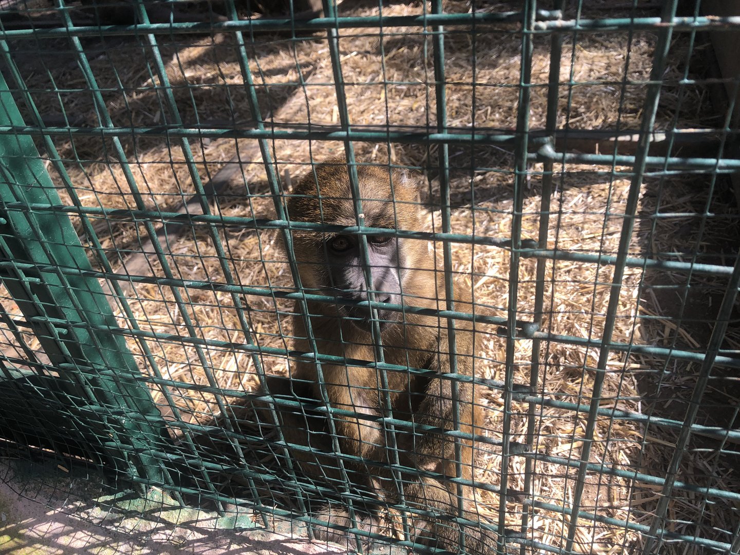 Yellow(?) Baboon at Park of Istanbul