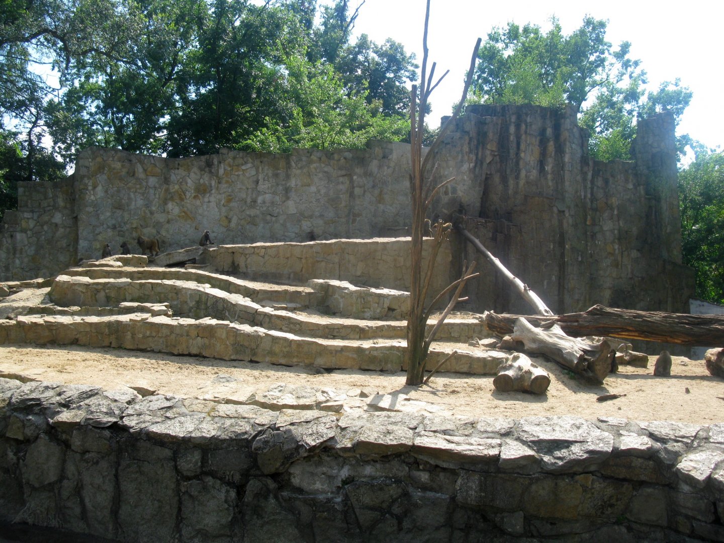 Yellow Baboon enclosure - 08.2013