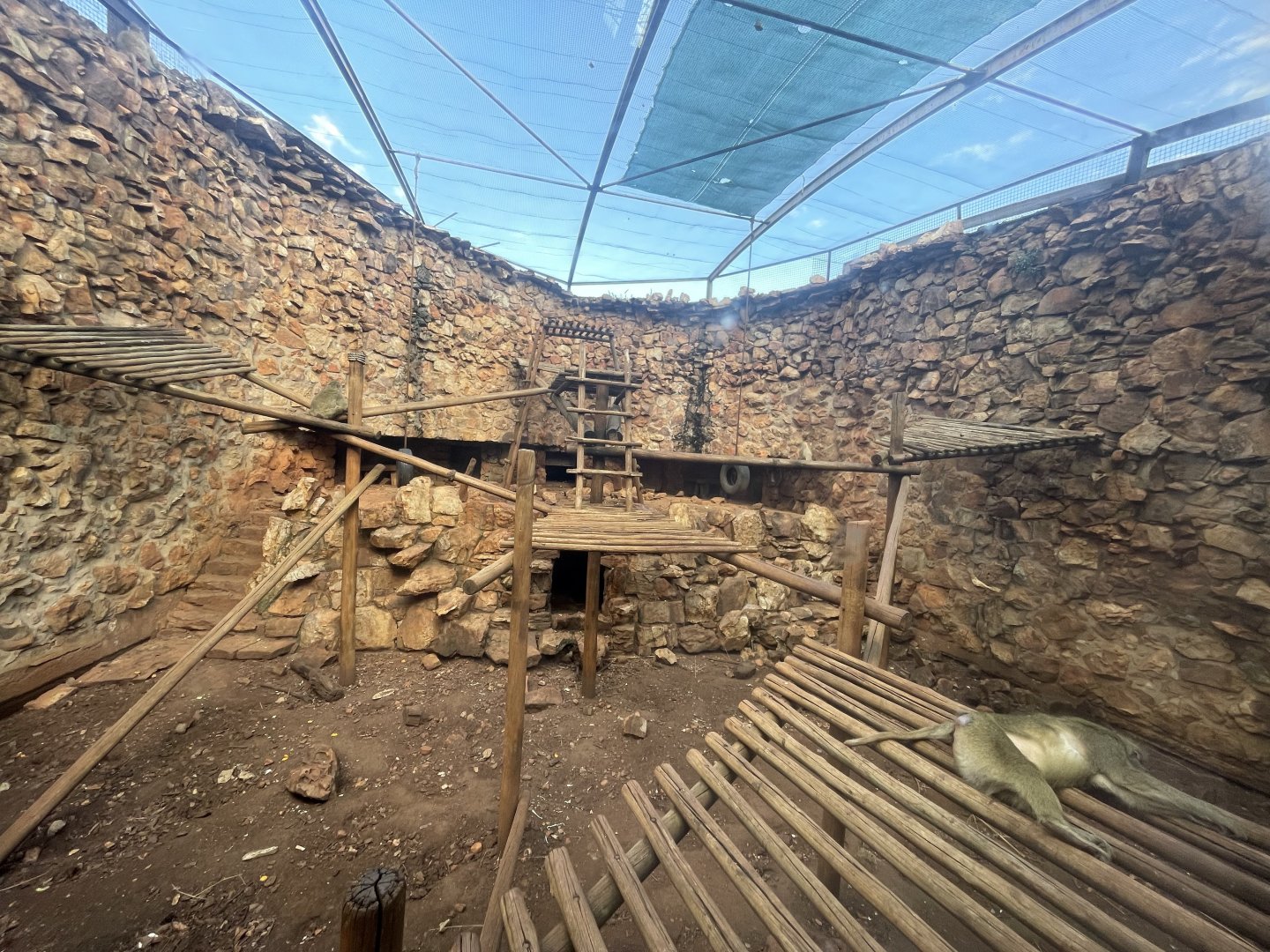 Yellow Baboon Enclosure (Papio cynocephalus)