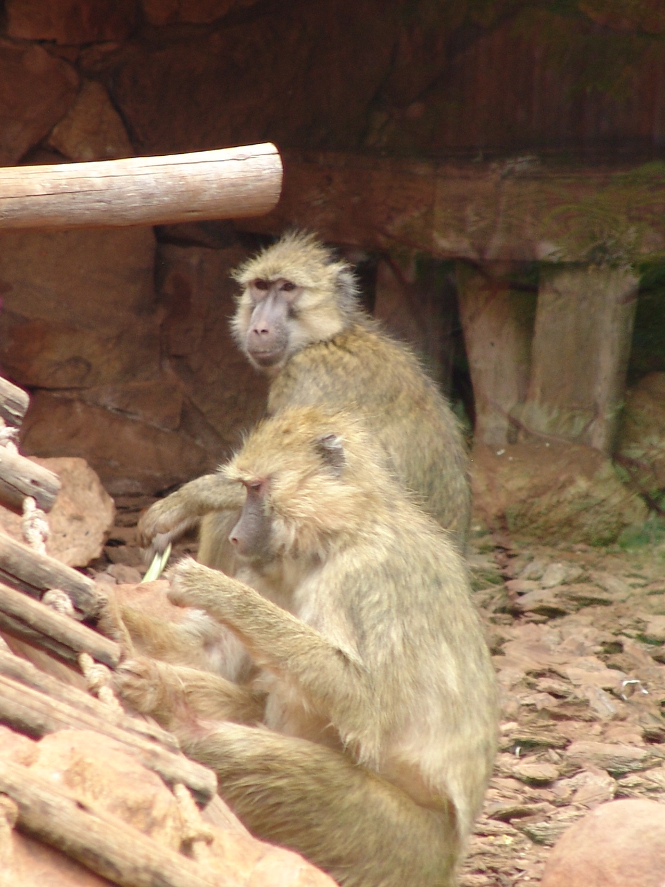 Yellow Baboon (Papio cynocephalus)