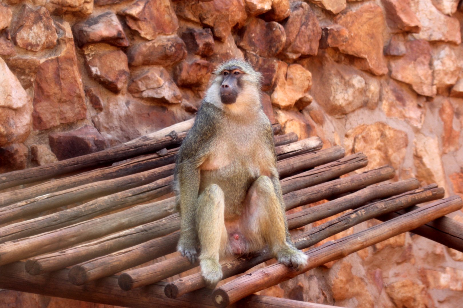 yellow baboon (Papio cynocephalus)