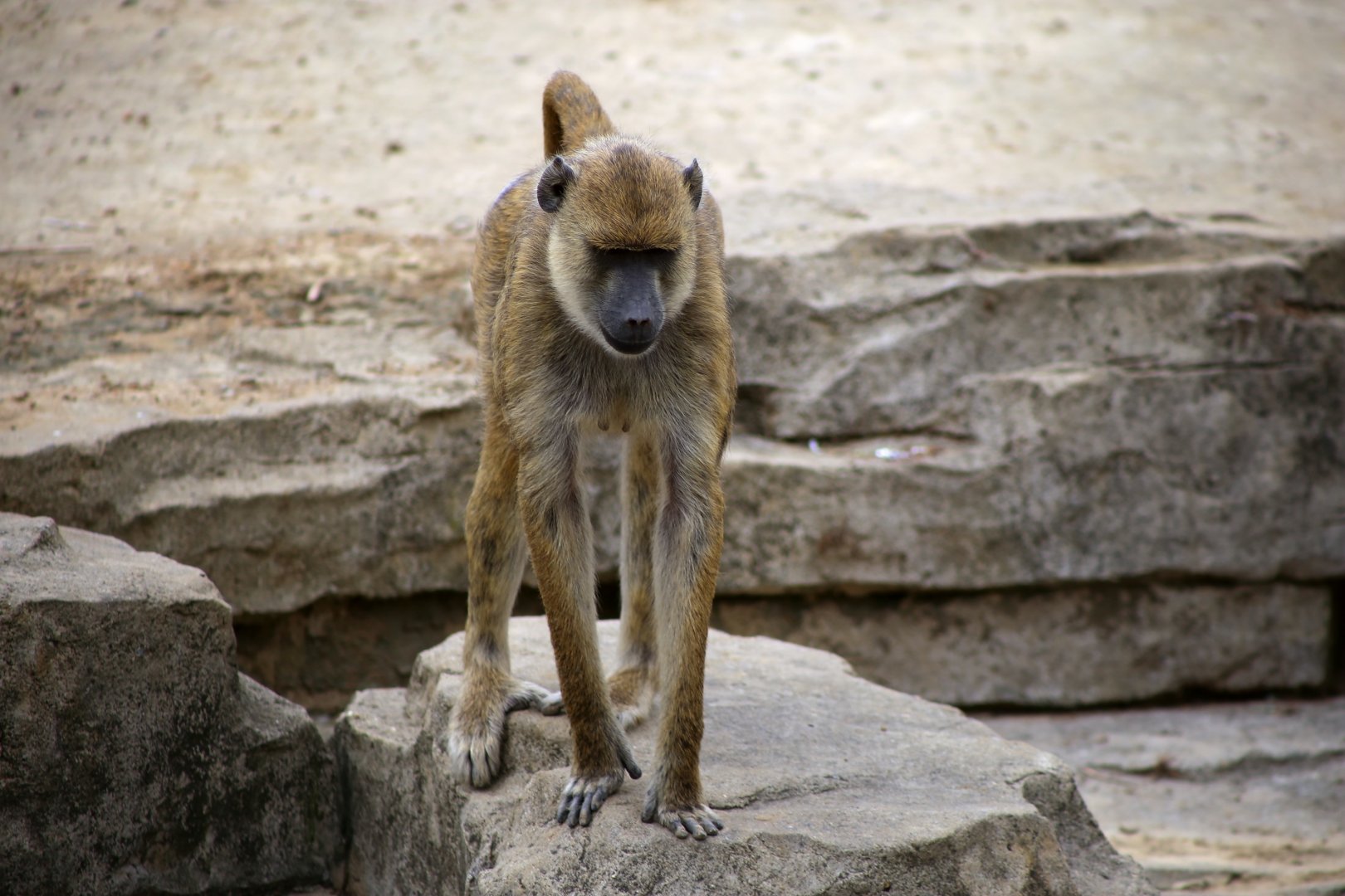 Yellow Baboon (Papio cynocephalus)