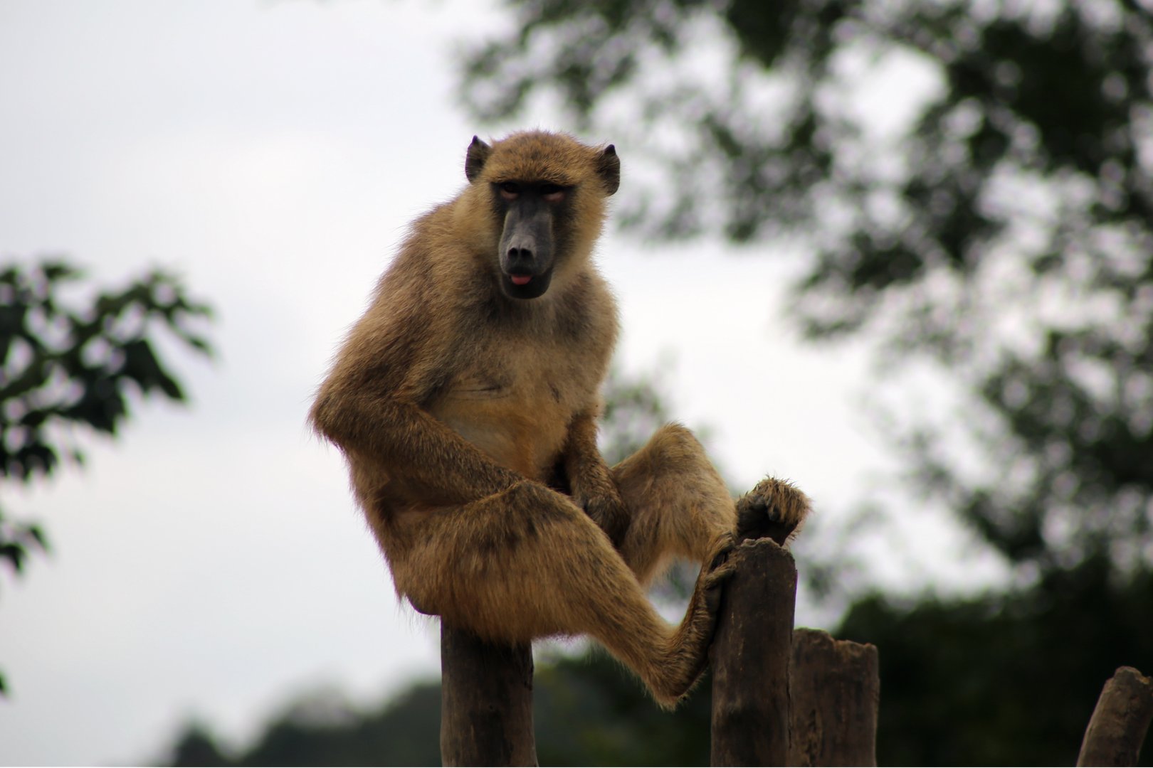 Yellow Baboon (Papio cynocephalus)