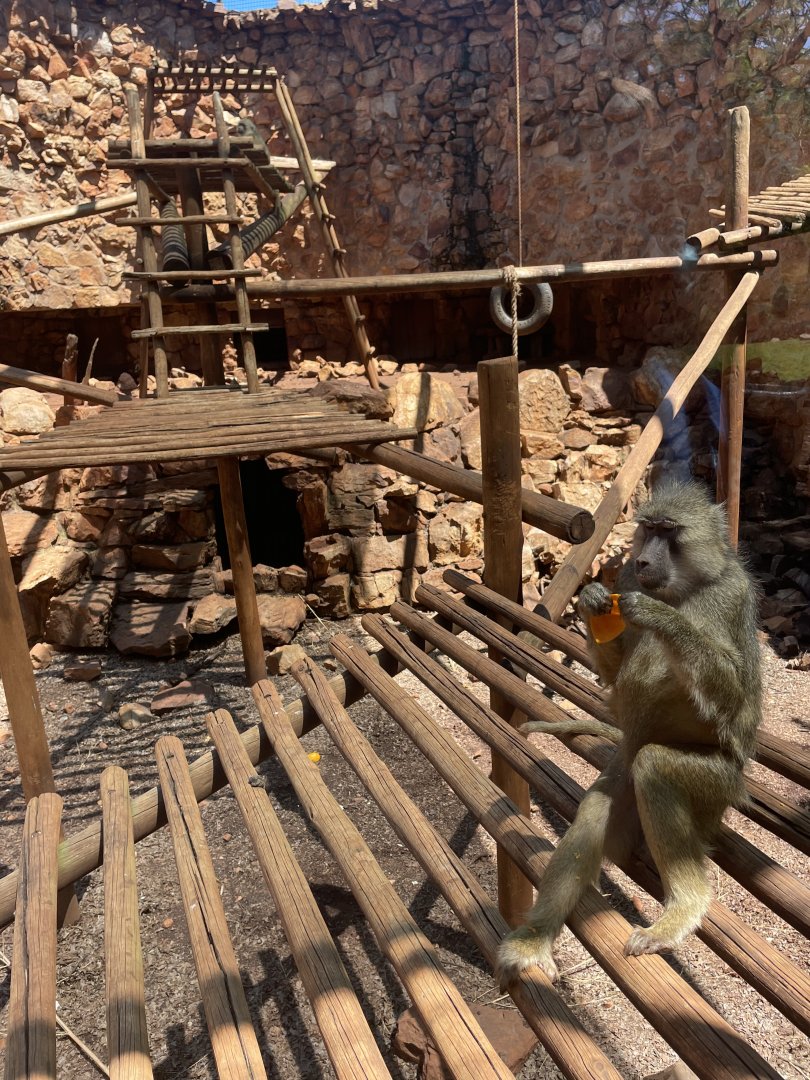 Yellow Baboon (Papio cynocephalus)