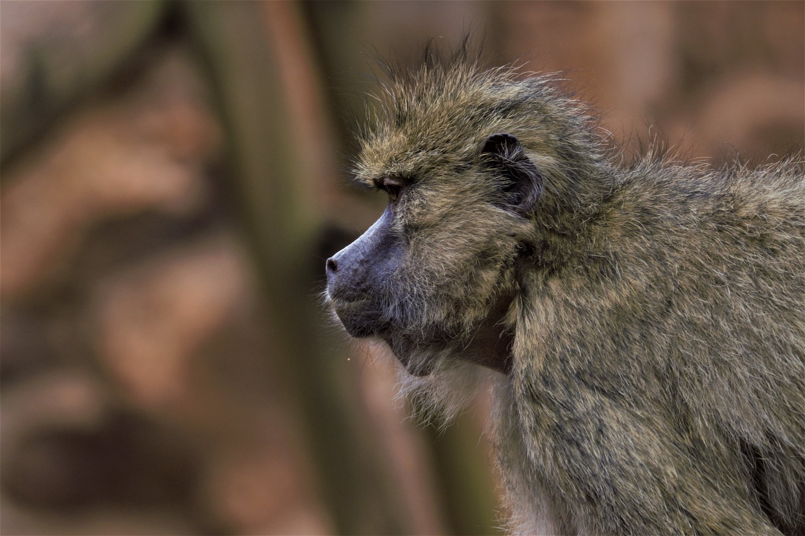 Yellow Baboon (Papio cynocephalus)