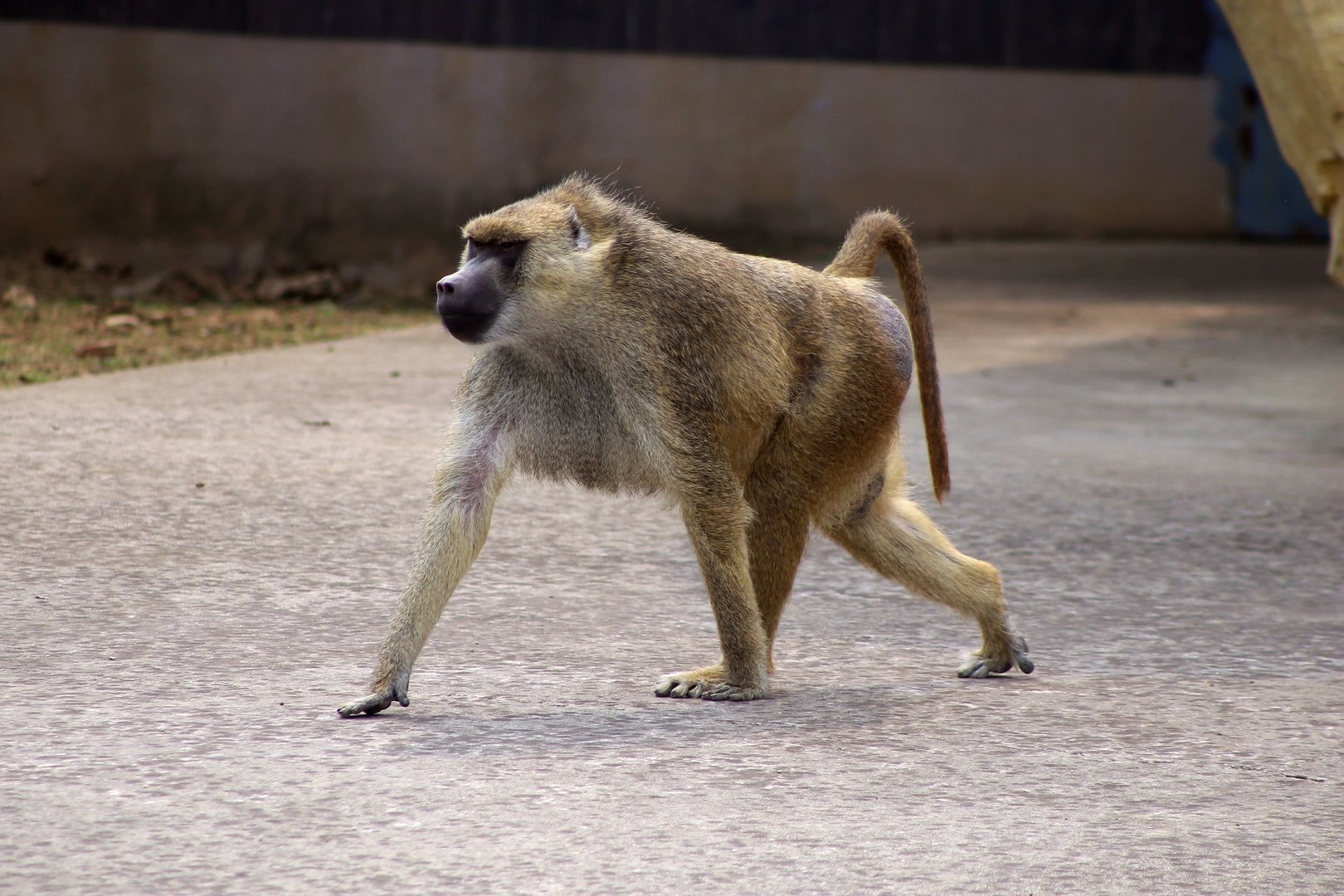 Yellow Baboon (Papio cynocephalus)