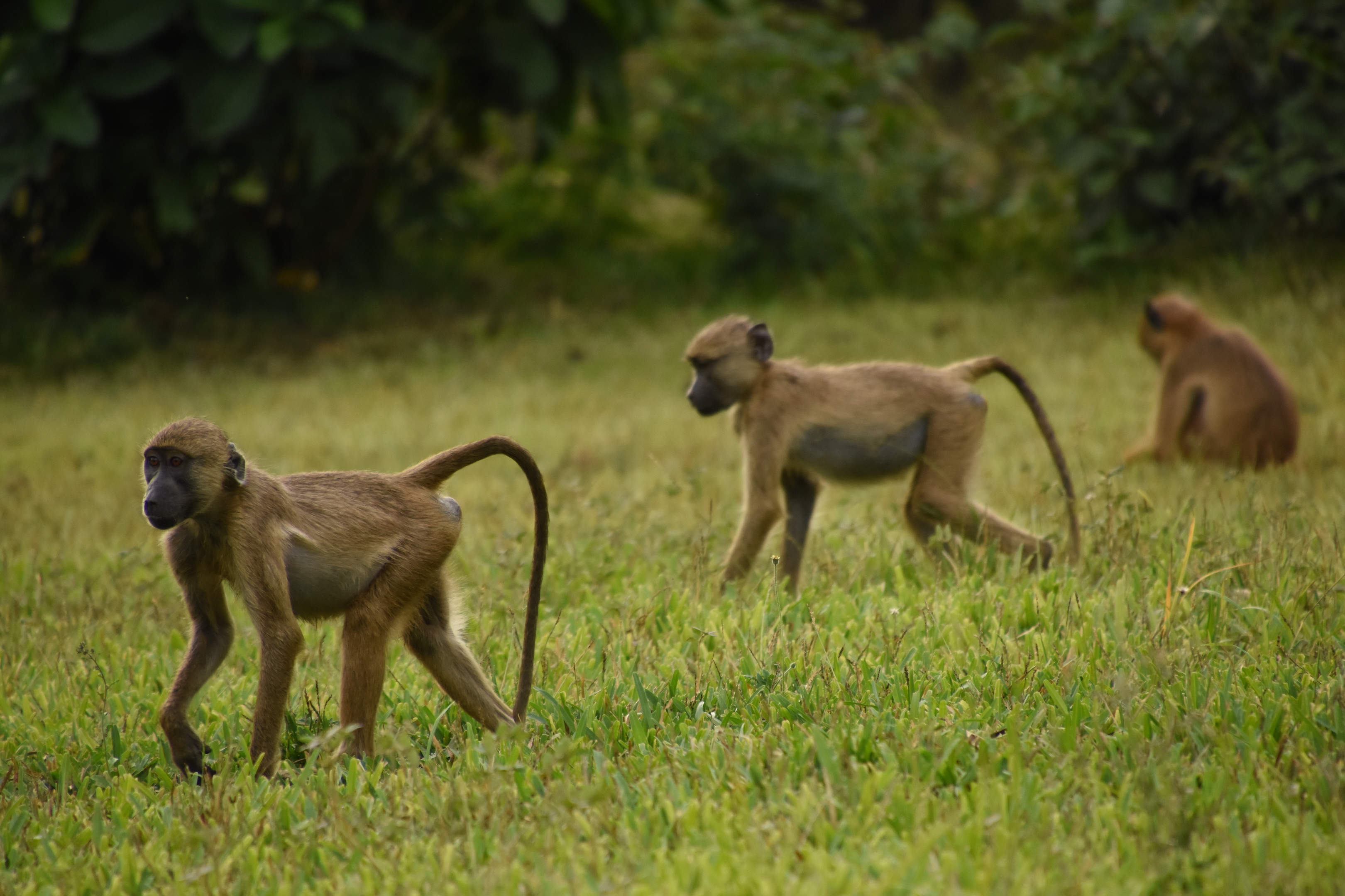 Yellow baboon