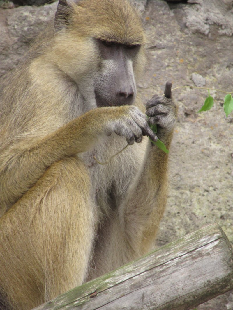 Yellow baboon?