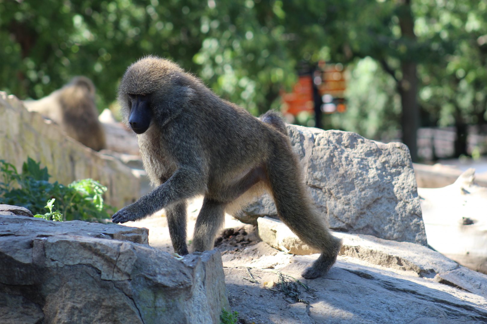 Yellow Baboon