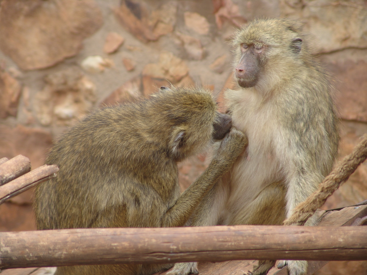 Yellow baboons (Papio cynocephalus)