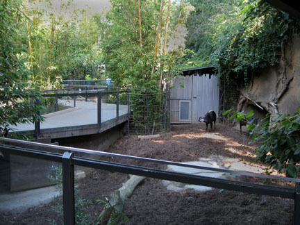yellow back duiker exhibit
