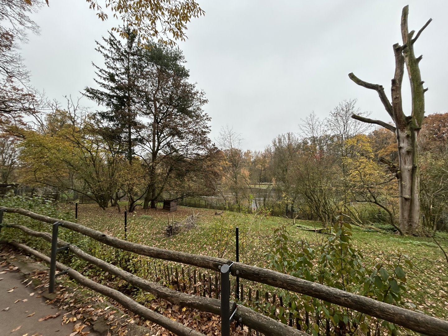 Yellow-back Duiker Exhibit