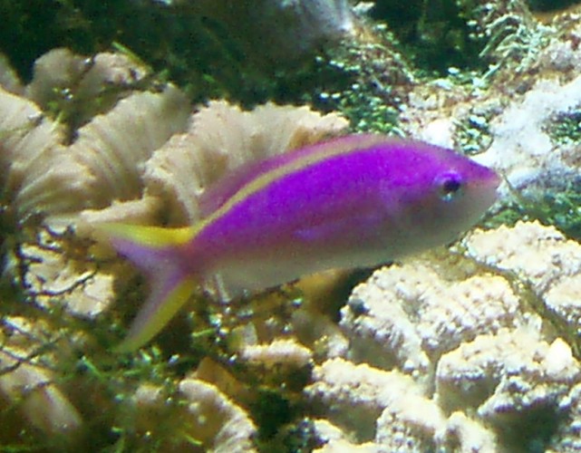 Yellow-backed Anthias (Pseudanthias evansi)