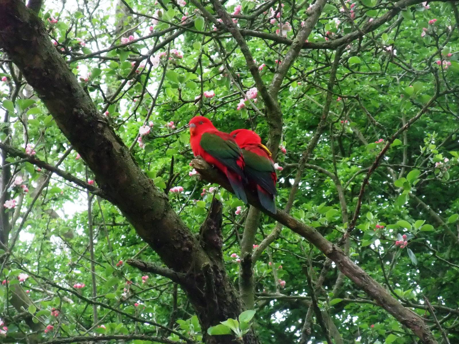 Yellow-backed Chattering Lories at Tropical Birdland, 18/05/13