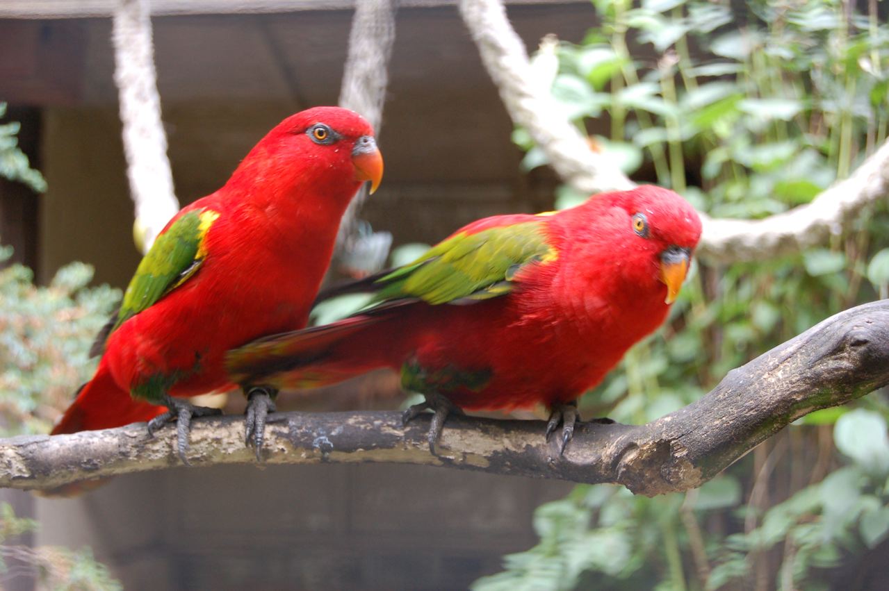 Yellow backed chattering lories