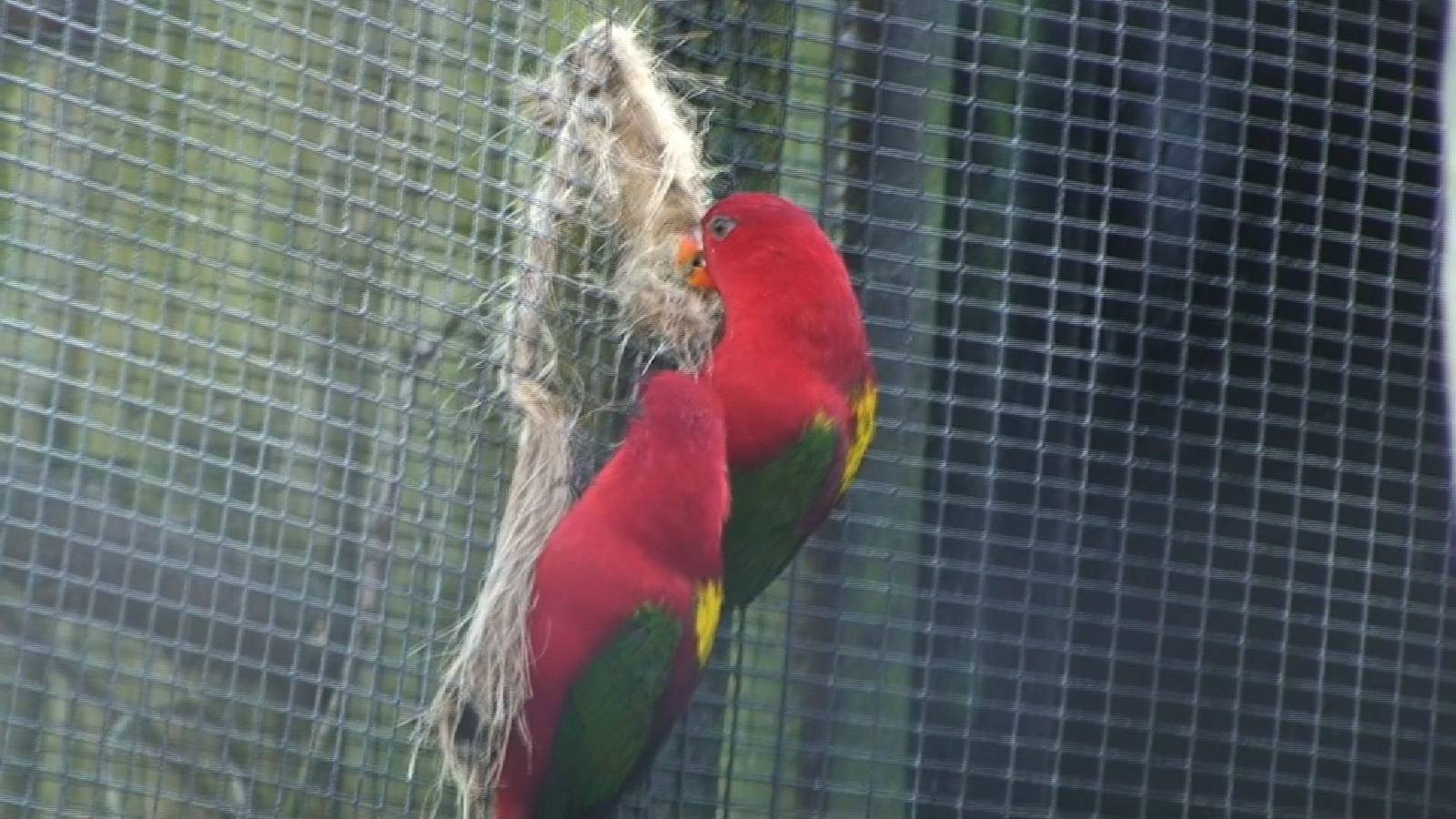 yellow backed chattering lorikeet